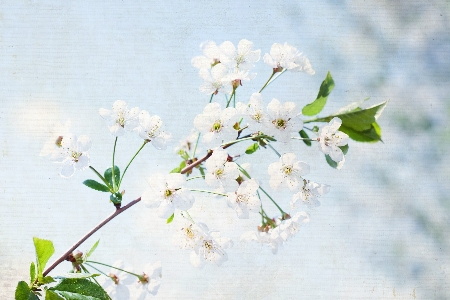 Tree branch blossom plant Photo