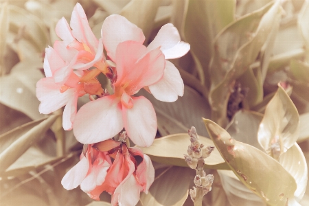 Branch blossom plant stem Photo