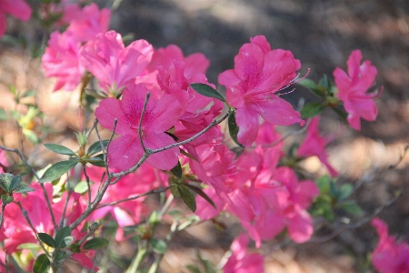 Blossom plant stem leaf Photo