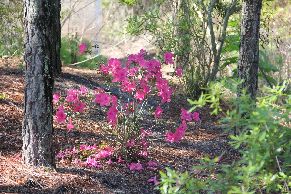 花 植物 トレイル 芝生