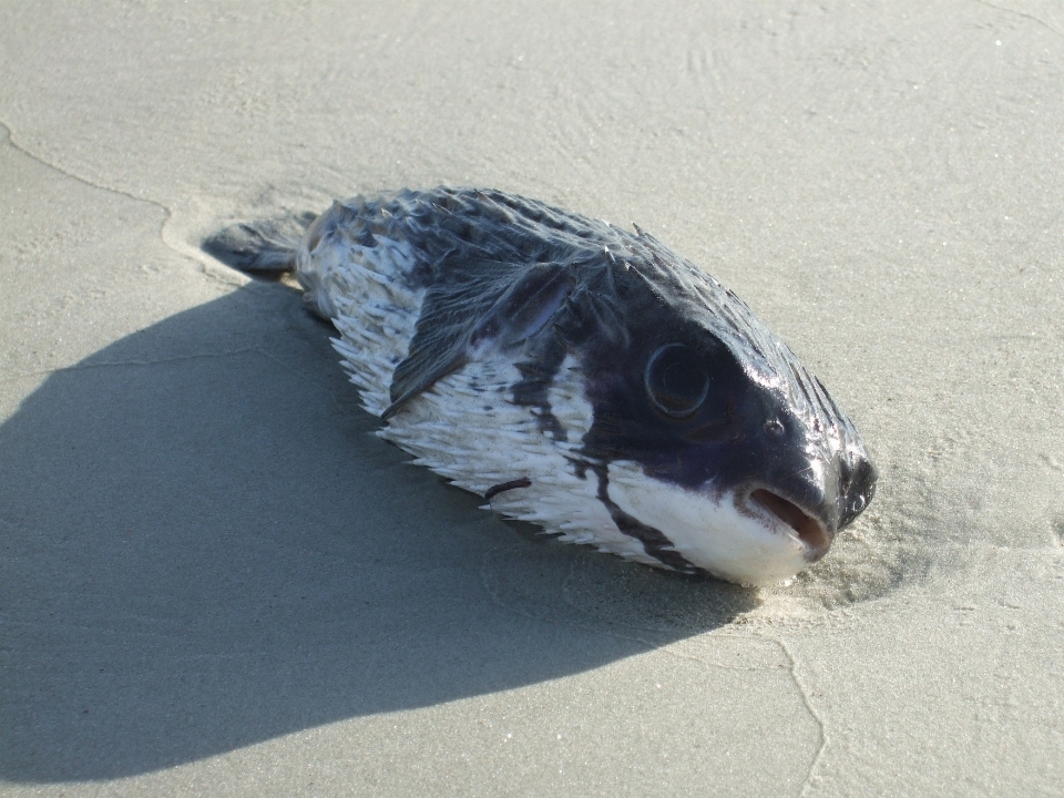 Strand küste draussen flügel