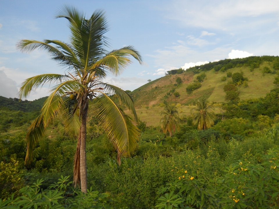 Lanskap pesisir pohon alam