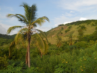 Foto Paesaggio costa albero natura