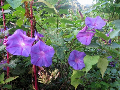 Plant flower purple botany Photo