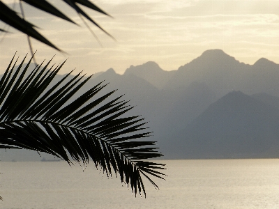 Sea tree sand horizon Photo