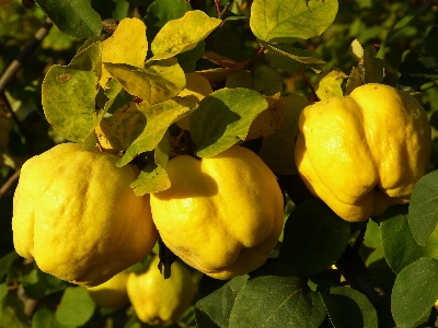 Tree nature plant fruit Photo