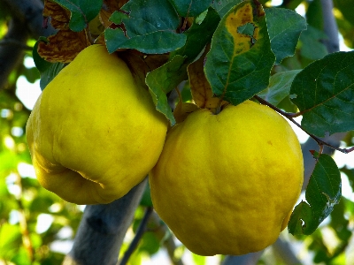 Tree plant fruit leaf Photo