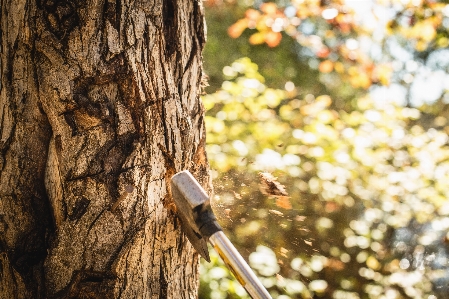 Foto Albero natura foresta ramo