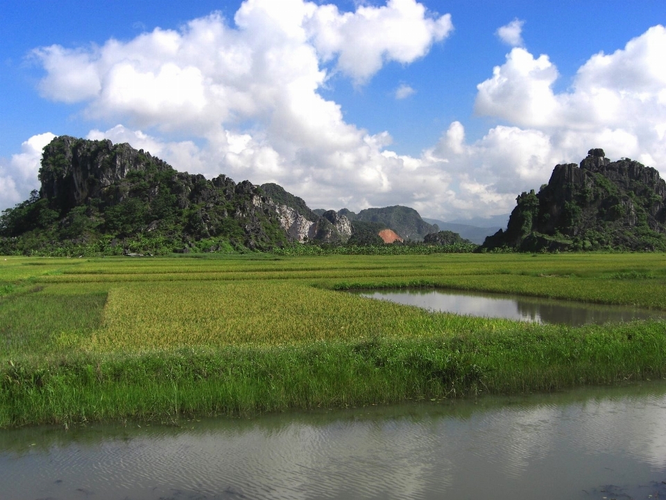 風景 水 自然 草