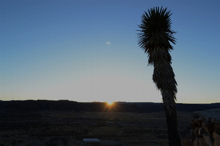 Landscape tree nature horizon Photo