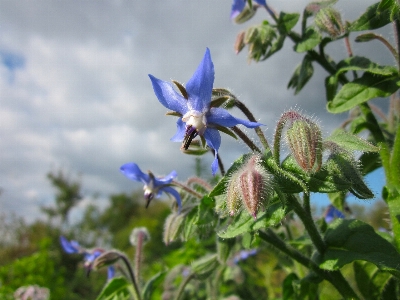 Nature blossom plant sky Photo