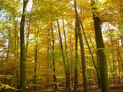 Tree forest branch plant Photo