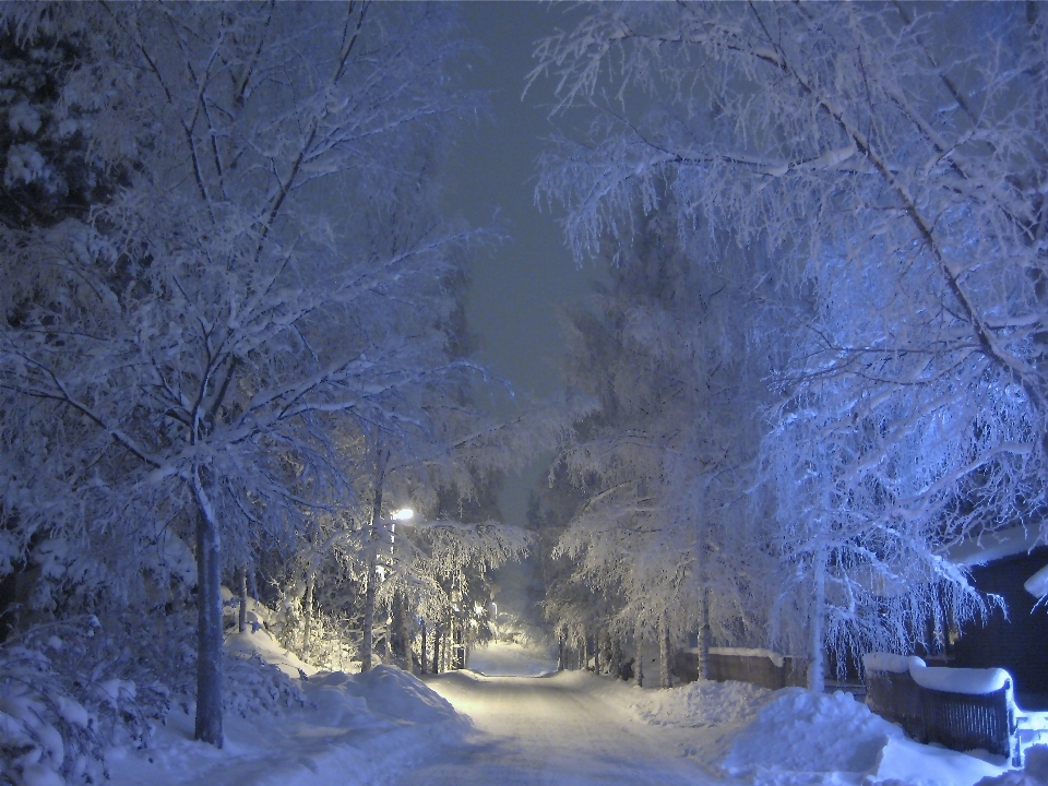 Baum wald zweig schnee