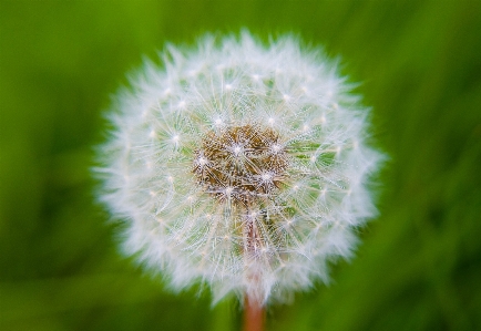 Nature grass plant field Photo