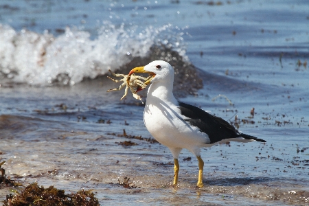 Foto Pantai laut air burung