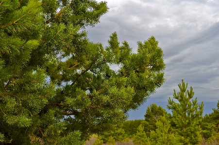 Tree nature forest branch Photo