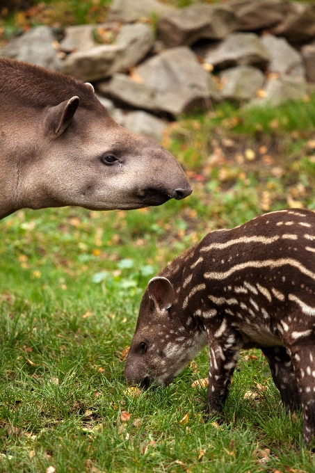 Grass animal cute wildlife