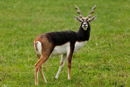 Wilderness prairie spiral animal Photo