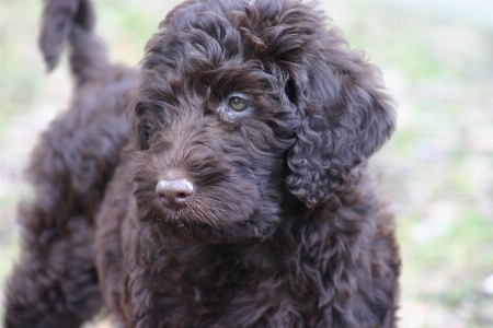 Foto Perro mascota marrón mamífero