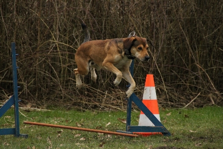 Dog jump mammal exercise Photo