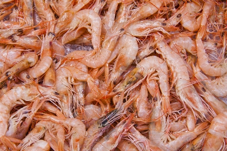 Food mediterranean seafood fish Photo