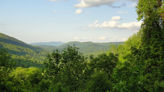 Landscape tree nature forest Photo