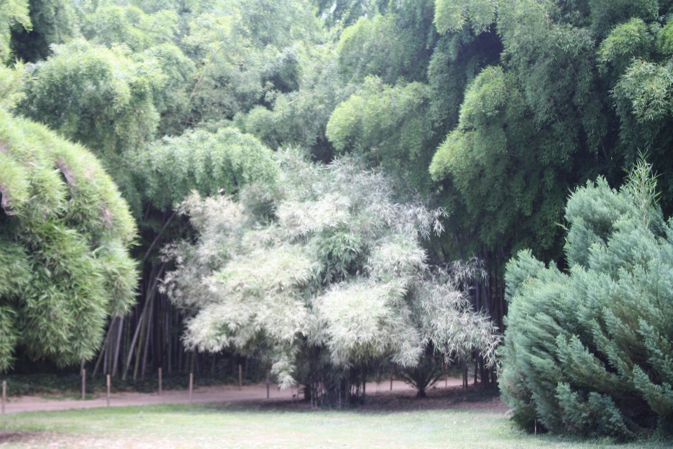 Albero foresta ramo pianta