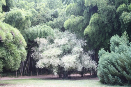 Tree forest branch plant Photo