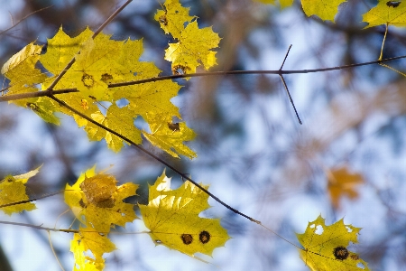 Tree nature forest outdoor Photo