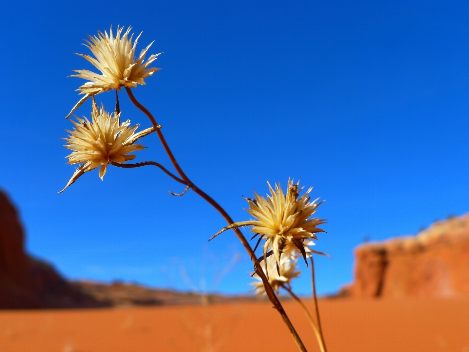 Landscape nature grass plant