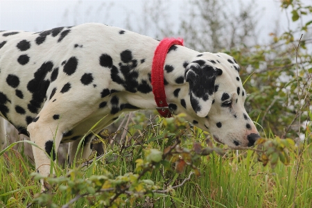 Foto Natura erba cane canino
