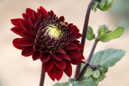 Foto Natura pianta stelo fiore