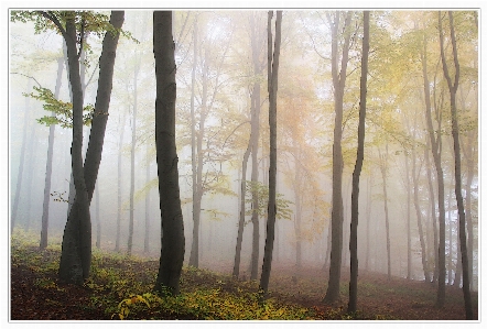 Foto Albero natura foresta ramo