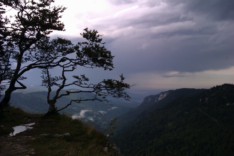 пейзаж дерево природа лес