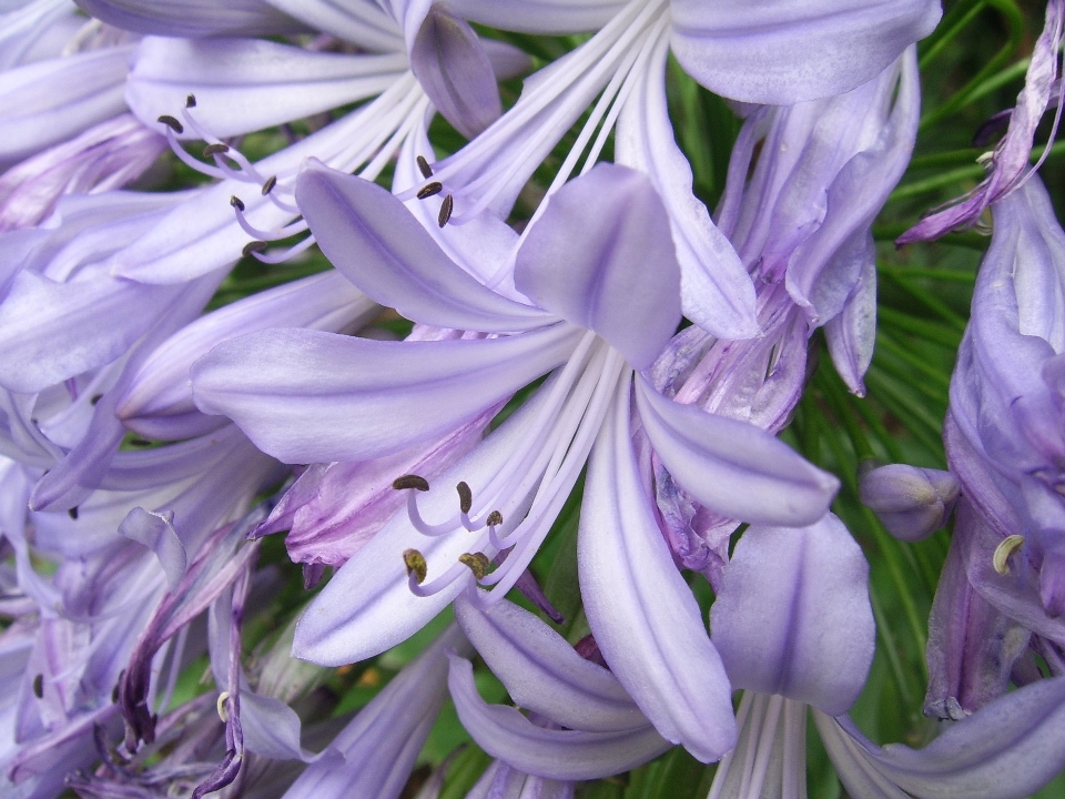 Blossom plant bunch stem