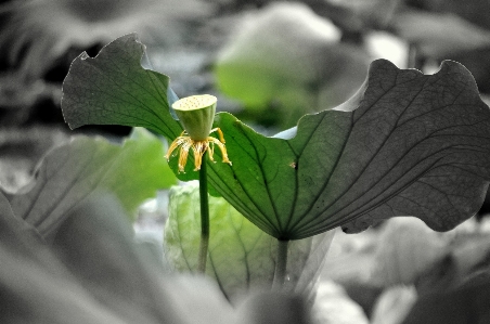 水 自然 花 黒と白
 写真