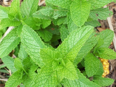 植物 叶子 花 香气 照片