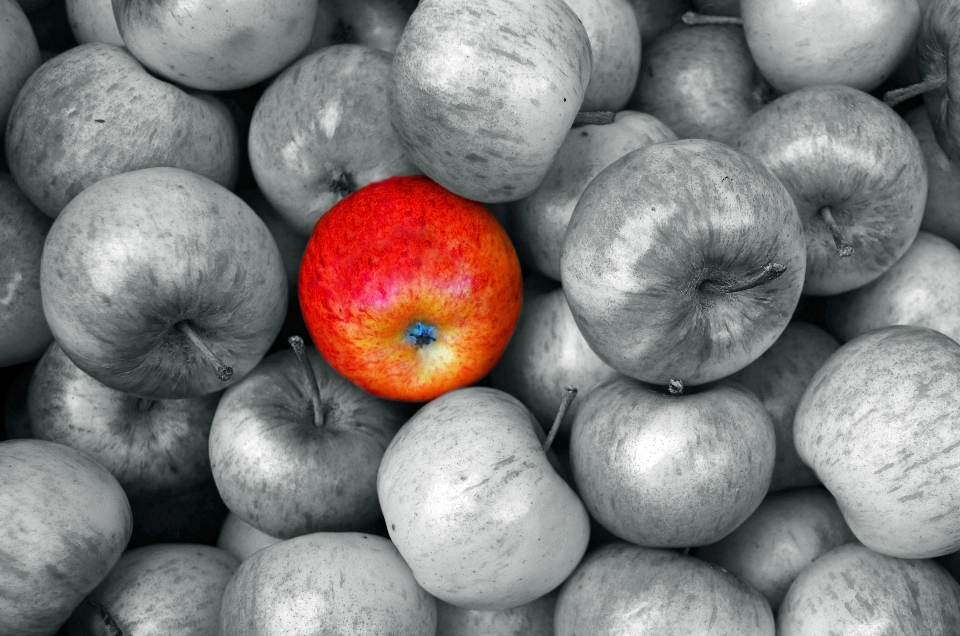 Apple noir et blanc
 usine la photographie