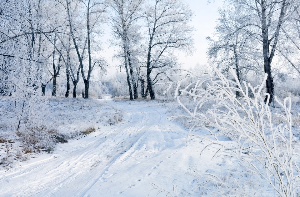 пейзаж дерево природа лес