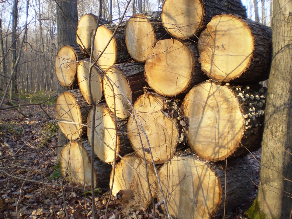 Arbre usine bois feuille