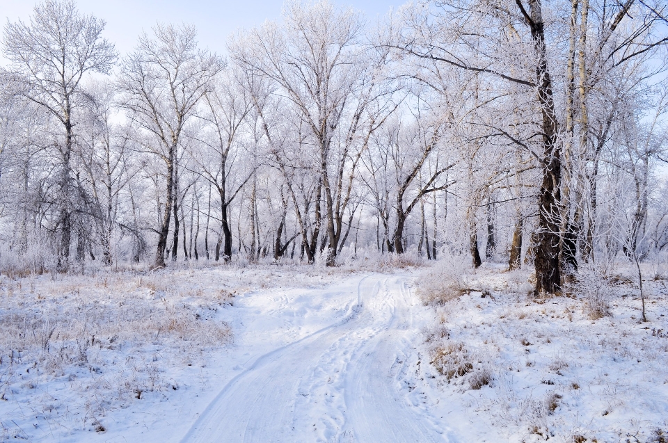 Landschaft baum natur wald