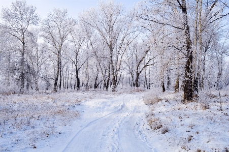 Landscape tree nature forest Photo