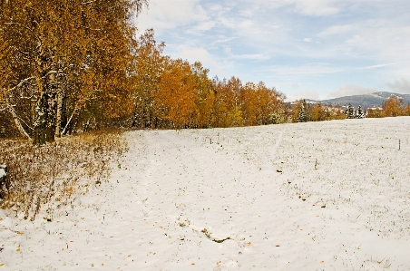 Landscape tree sand snow Photo