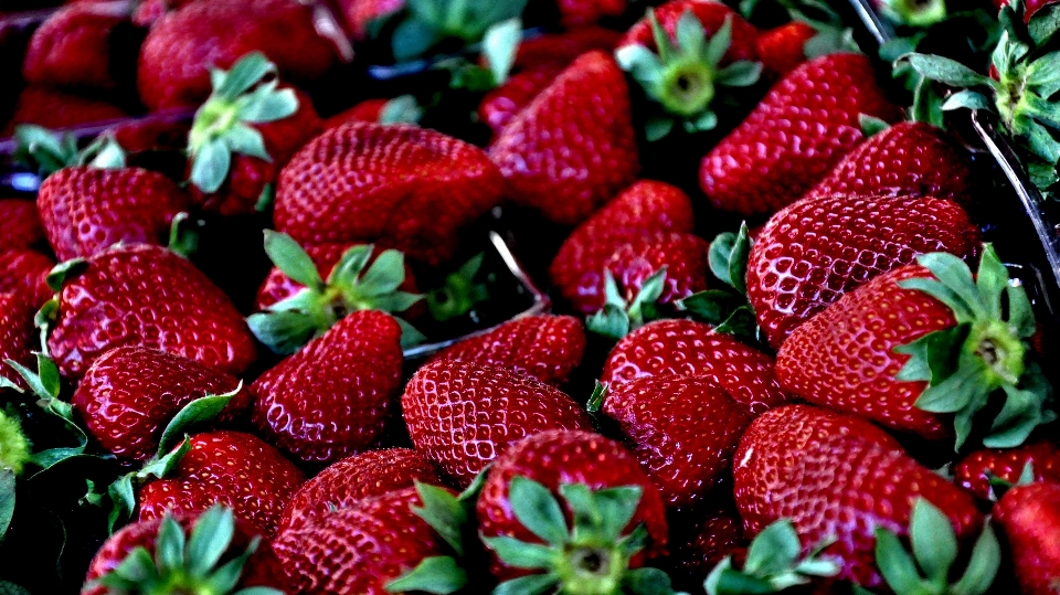 Planta fruta baya alimento