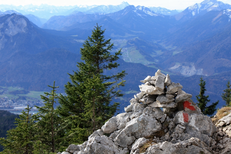 Albero natura selvaggia
 a piedi montagna