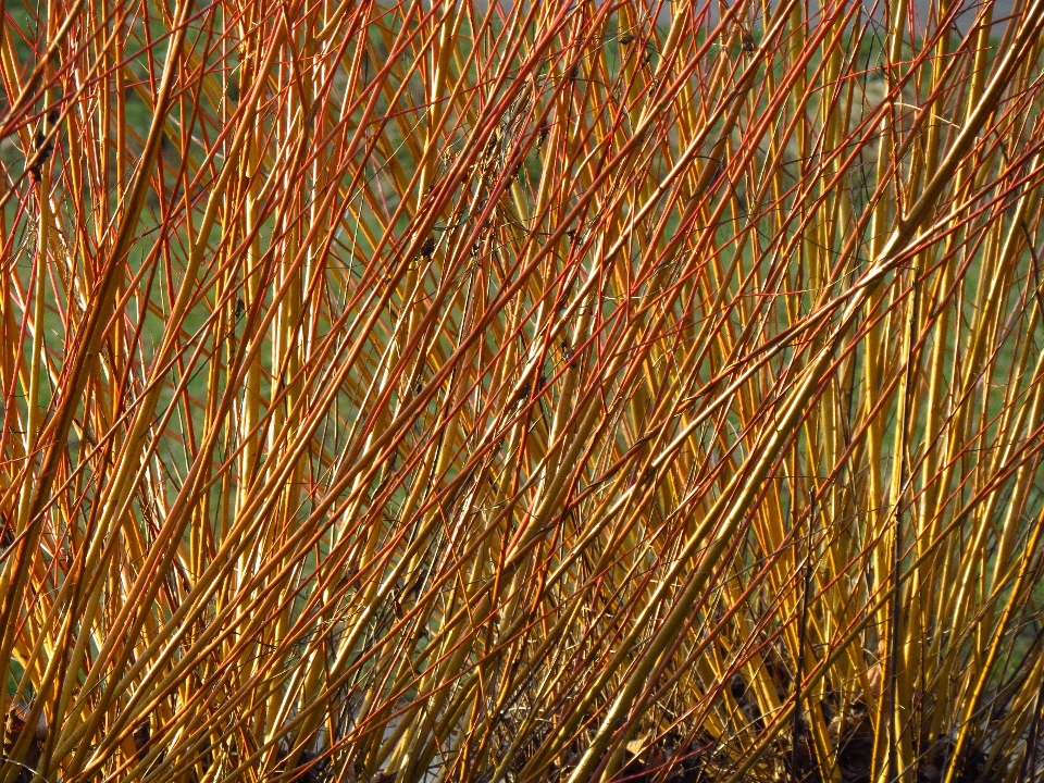 Albero natura erba ramo