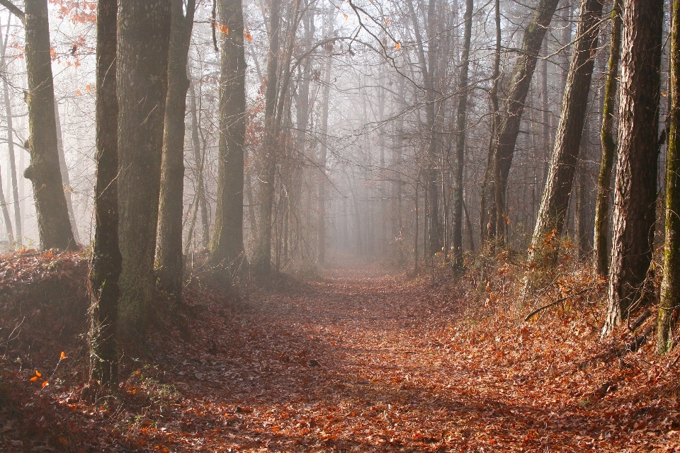 Arbre nature forêt chemin