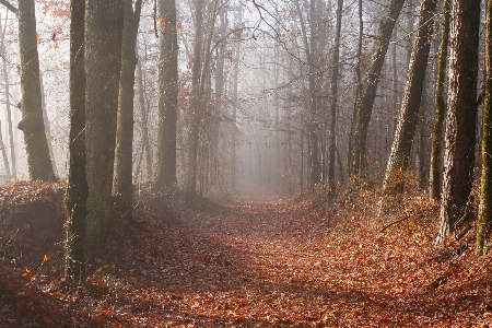 Foto Pohon alam hutan jalur