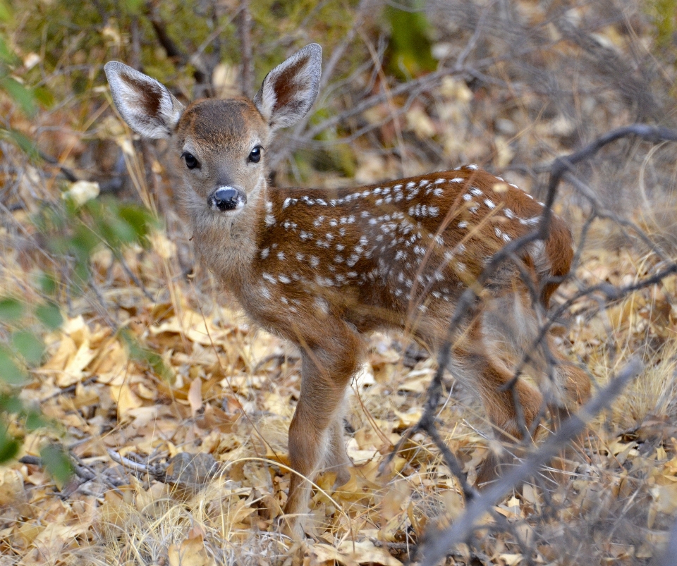 Nature forest countryside cute