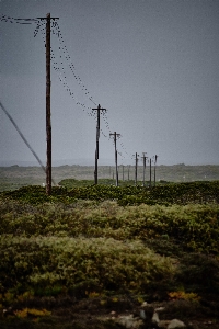 Sea coast tree nature Photo